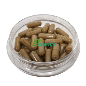Ajuga Extract Powder Manufacturer - 10% Turkesterone Capsules