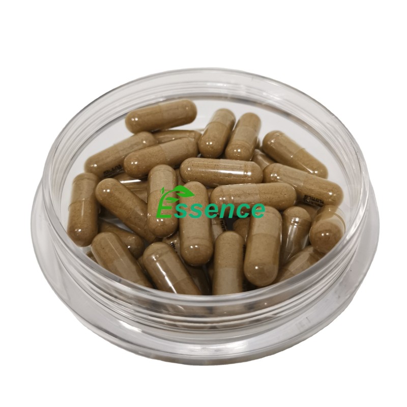 Ajuga Extract Powder Manufacturer - 10% Turkesterone Capsules