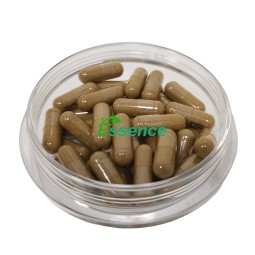 Artemisia Capsules Supplier - Natural Capillary Herbal