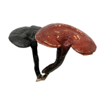 Reishi Extract Manufacturer - 10:1 1%-60% Mushroom Extract