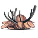 Deer Antler Extract Supplier - 4:1 10:1 20:1 Velvet Powder