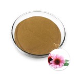 Echinacea Extract Supplier - 4% 10% Polyphenols Flower