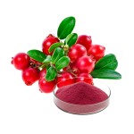 Cranberry Extract Manufacturer - 5-60% Proanthocyanidin Fruit