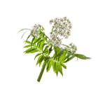 Valerian Extract Supplier - Root Extract 0.5% Valerenic Acid