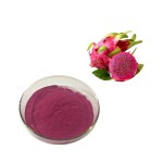 Dragon Fruit Extract Supplier - Freeze Dried Food Grade Polyphenols