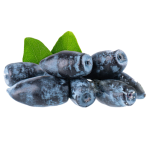 Lonicera Extract Manufacturer - 25%-35% Anthocyanin Powder