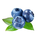 Blueberry Extract Supplier - 5%-40% Anthocyanin Supplement