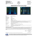 Black Currant Powder Factory - Organic Solvent Extracted Halal