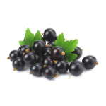 Black Currant Extract Manufacturer - 5%-35% Anthocyanin Powder