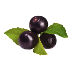 Acai Berry Extract Factory - 5%-25% Anthocyanidin Powder