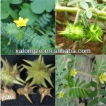 Tribulus Extract Factory - 40%-90% Saponins Herbal Powder