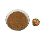 Rhodiola Extract Factory - Rosea Root Extract Bulk
