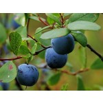 Blueberry Powder Manufacturer - Food Grade Extract Powder Bulk