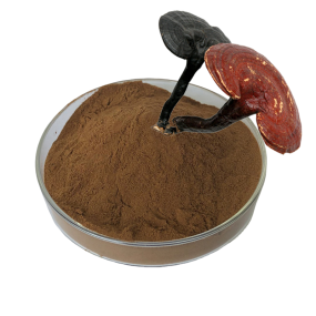 Reishi Extract Manufacturer - 10:1 1%-60% Mushroom Extract