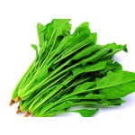 Spinach Powder Supplier - Organic Green Vegetable Extract