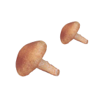 Shiitake Extract Factory - 1%-50% Polysaccharides Glucan