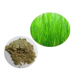 Barley Grass Powder Manufacturer - Water Soluble Good Quality