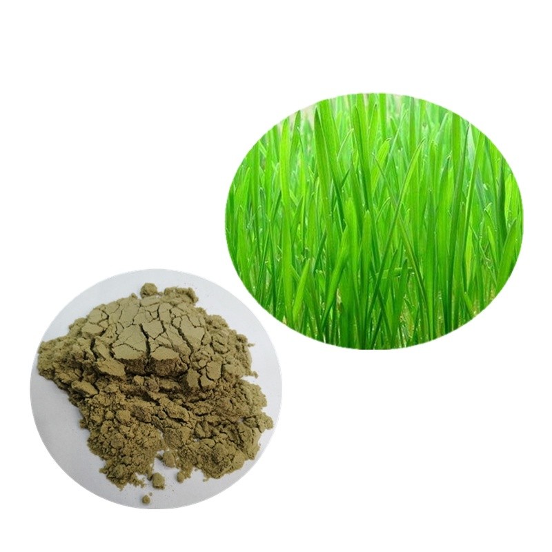 Barley Grass Powder Manufacturer - Water Soluble Good Quality