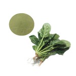 Spinach Powder Supplier - Organic Green Vegetable Extract