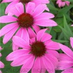 Echinacea Extract Supplier - 4% 10% Polyphenols Flower