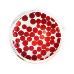 Astaxanthin Powder Manufacturer - 10% Pure Skin Care