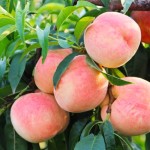 Peach Slices Manufacturer - Freeze-Dried Sweet Crispy Toppings