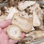 Angelica Root Supplier - Organic Radix Sinensis Single Herb