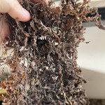 Seaweed Manufacturer - 100% Natural Sargassum From Supplier