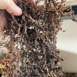 Seaweed Manufacturer - 100% Natural Sargassum From Supplier