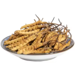 Cordyceps Extract Supplier - Militaris Sinensis Mushroom