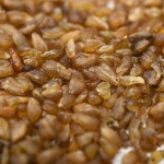 Buckwheat Food Supplier - Tartary Organic Reliable Brand