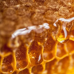 Honey Supplier - Authentic Unique Health Benefits