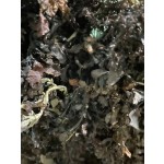 Seaweed Manufacturer - 100% Natural Sargassum From Supplier