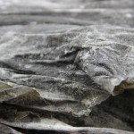 Dried Kelp Supplier - Wild New Product Direct Sales