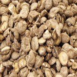 Shiitake Mushroom Supplier - Dehydrated Organic Freeze Dried
