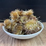 Echinacea Root Tea Supplier - Wildcrafted Immune Health Herbal