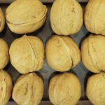 Walnut Kernels Supplier - Highest Grade Healthy Dried