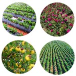 Turmeric Curcumin Supplier - Organic 2% Premium Natural