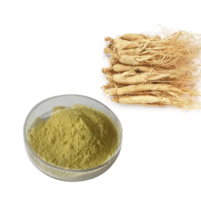 American Ginseng Supplier - High Quality Extract Powder