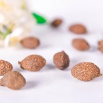 Sterculia Tea Manufacturer - Dried Pangdahai Throat Relief