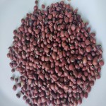 Adzuki Beans Factory - Export Grade Small Red Sale