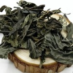 Isatis Leaf Supplier - Bulk Organic Radix Isatidis Cheap