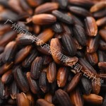 Black Rice Manufacturer - Glutinous Natural Organic Polished