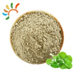Centella Asiatica Powder Supplier - Gotu Kola Herbal Extract