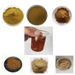 Daidai Flower Extract Supplier - Citrus Botanical Cosmetic