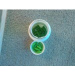 Angelica Extract Supplier - Bai Zhi Root Plant Extract