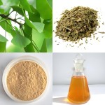 Ginkgo Seed Extract Manufacturer - White Fruit Food Grade