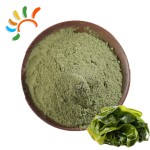 Seaweed Powder Manufacturer - Ocean Mineral Herbal Extract