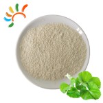 Centella Extract Manufacturer - 10:1 Asiaticoside Rich