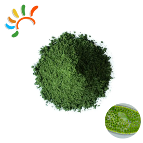 Chlorella Powder Factory - Food Grade Herbal Extract